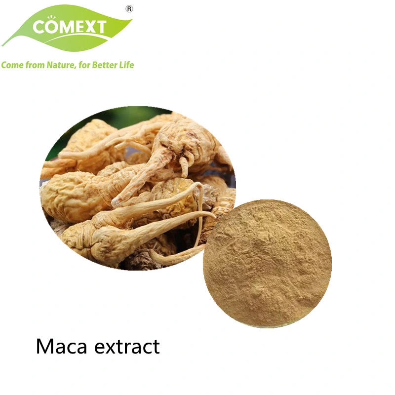 Comext Healthcare Supplement 100% Pure Healthcare Supplement Halal Kosher Herbal Extract Conventional Maca Root Powder with Best Price