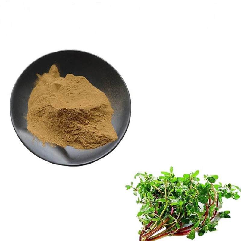 Factory Supply Good Quality Purslane Leaf Extract Powder