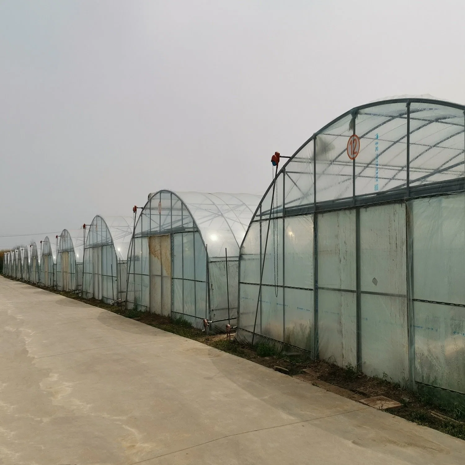 Growing Plant Simple Single Span Greenhouses