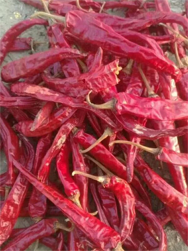 New Crop Dried Hot Chili