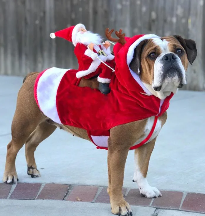 بيع بالجملة مستلزمات عيد الميلاد الحيوانات الأليفة الكلب والقط ملابس عيد الميلاد هدية ديكورات