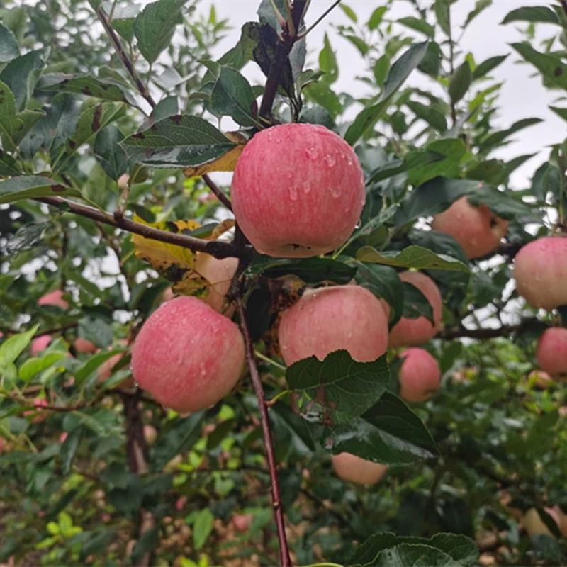 Nueva temporada de frutas manzana Gala rojo