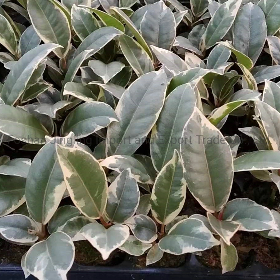 Ficus Tineke Rubber Tree Tray Seedling Live Plant Nursery