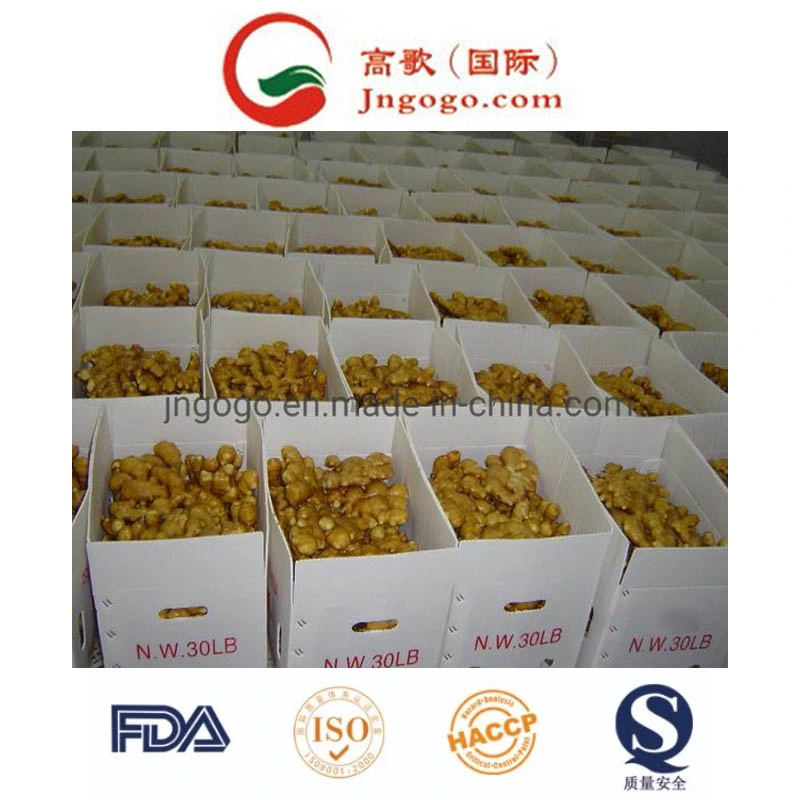 Golden Supplier Fresh Ginger (100-250g and up)