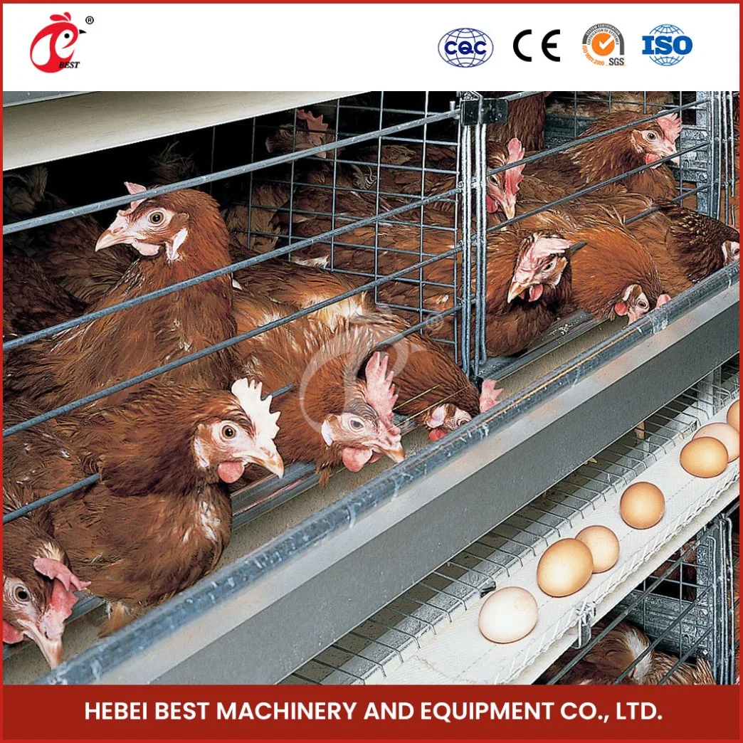 Bestchickencage H Typ Züchter Cage Layer Cage China Chicken Farm Akku Layer Cage Hersteller Hochwertige langlebige Features A Type Layer Käfig