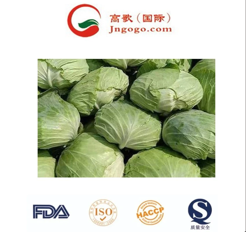 Fábrica China suministro de verduras frescas Cabbage redondo fresco Cabbage chino Precio de venta