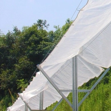 Transparent PE Tarpaulin UV Treatment Woven Fabric Film for Cherry Tree Protection Cover
