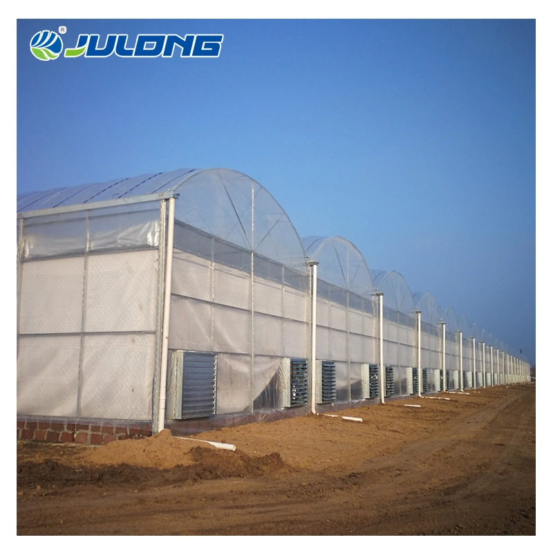 New Design Multi-Span Plastic Film Greenhouse Used for Agriculture Strawberry Growing Farming