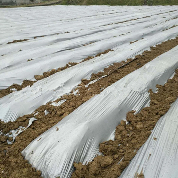 100% Neue PE Kunststoff Mulch Film / Mulch Mulch Kunststoff Folie für Landwirtschaft