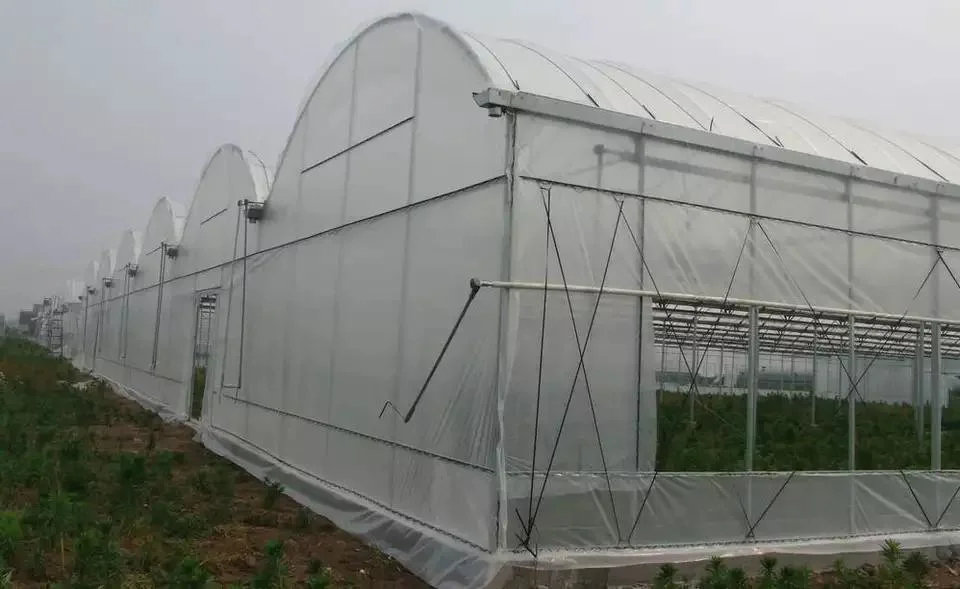 High quality/High cost performance Agricultural UV Protection Mulch Plastic Roll Poly Film Greenhouse