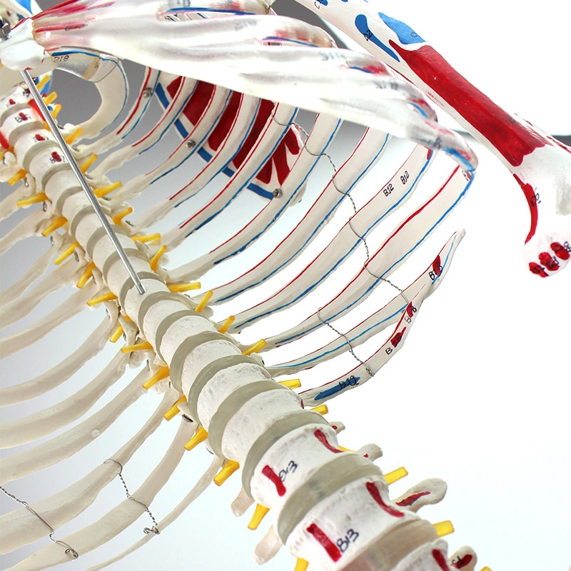 Medical Teaching Models Science Models Human Skeleton with One-Side Painted Muscles of PVC