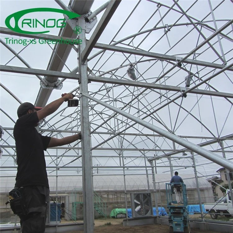 Agricultural Multi-Span Film Greenhouse with Quick Construction