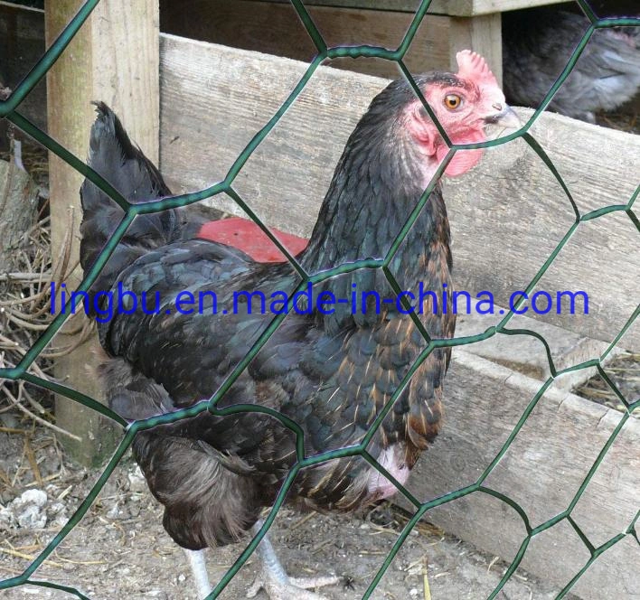 Malla de alambre de pollo galvanizado recubierta de PVC malla de alambre de pollo 3/4 Malla metálica de pulgadas para la gallina