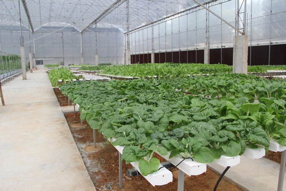 El tubo de hidropónico de plástico de Pimiento plantando lechugas//// Apio repollo vegetales verdes