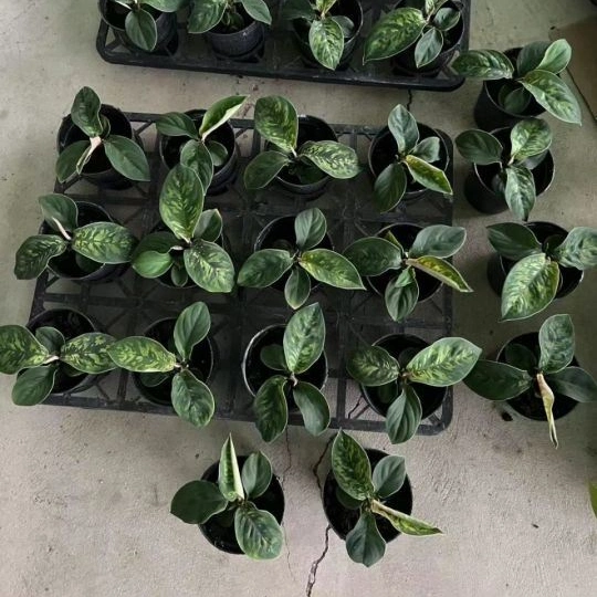 Зеленый Aglaonema Camouflage Bonsai Seedling Real Plant Горячая распродажа