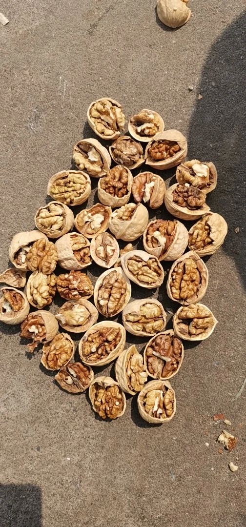 Big Size 36mm+ Washed Xingfu Xinfeng Walnuts Inshell