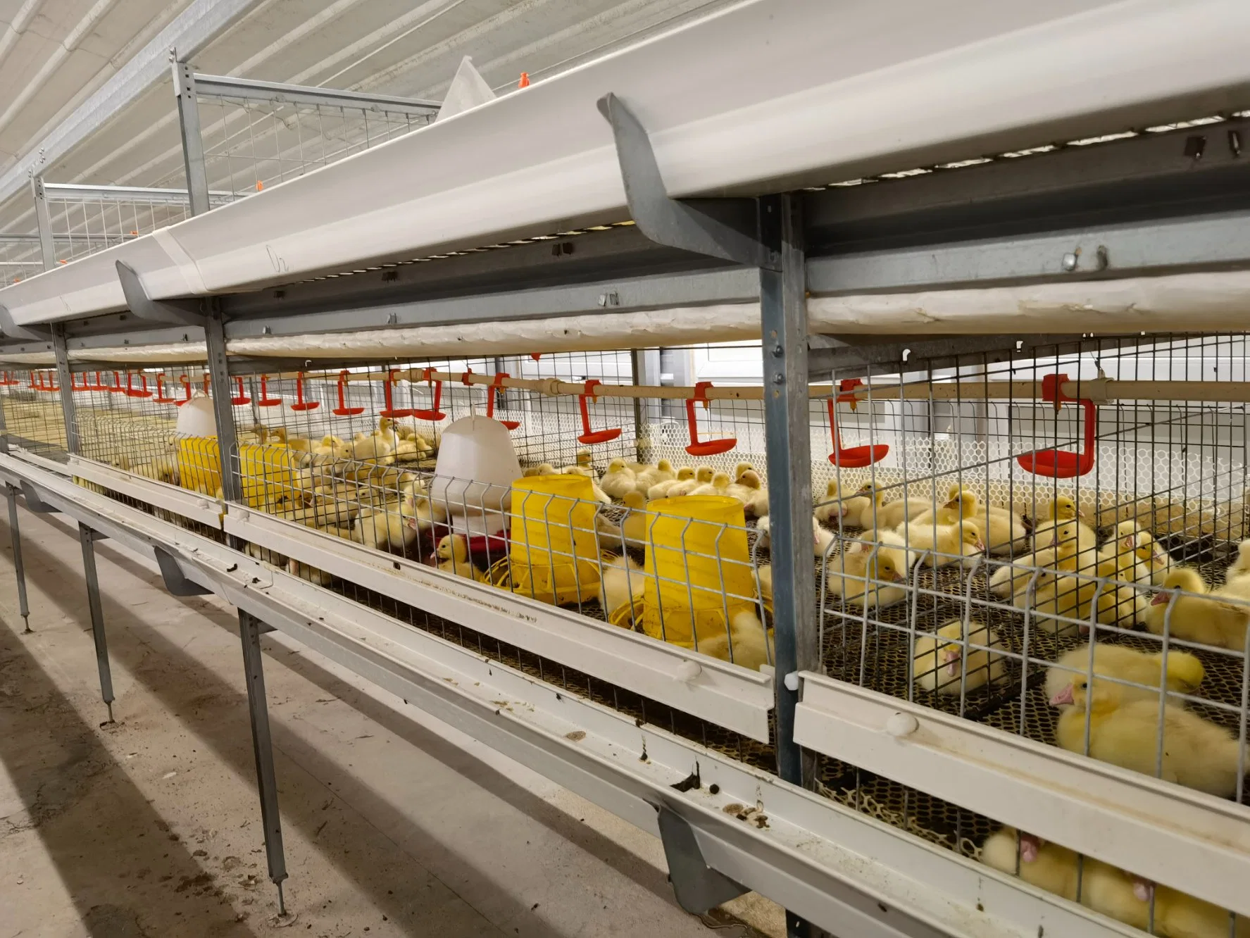 Automatic Efficiently H Type Chicken Battery Layer Cage Poultry Farm for Broiler/Layers