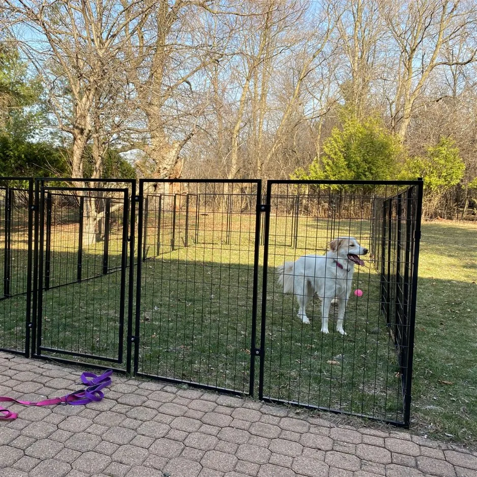 PVC Powder Coated Dog Kennel ملحومة سلك شبكة سياج الجدار