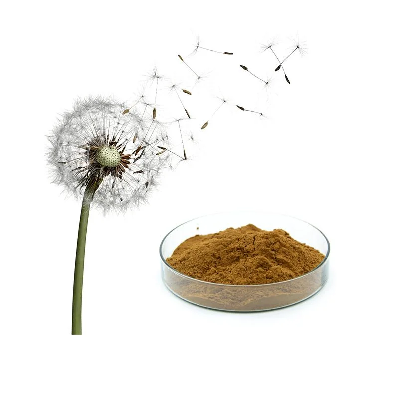 Extrato herbal orgânico do fornecedor chinês 5% extrato da raiz de Dandelion de Flavone Pó