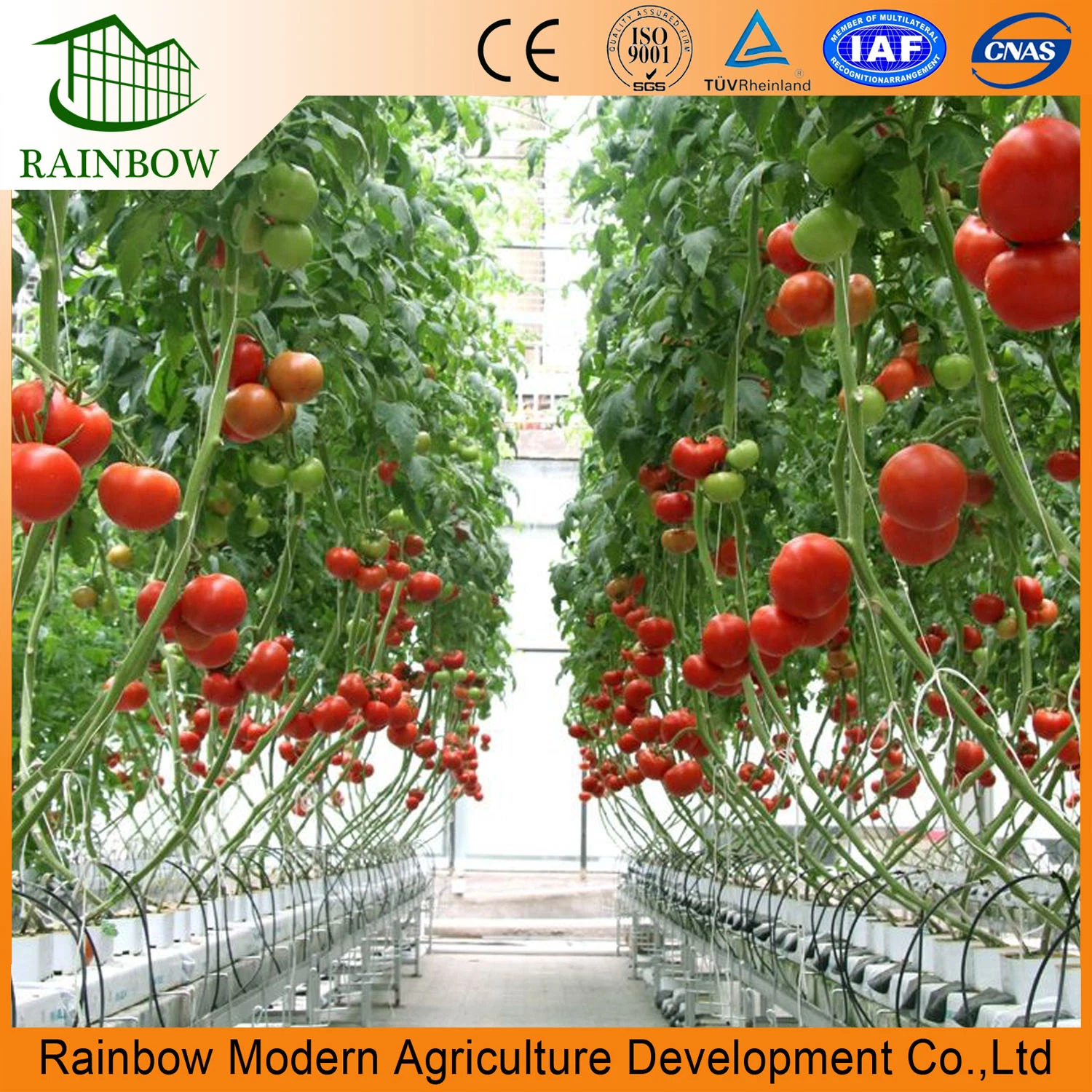 Modern Multi-Span High Glass Hydroponics Greenhouse for Agriculture