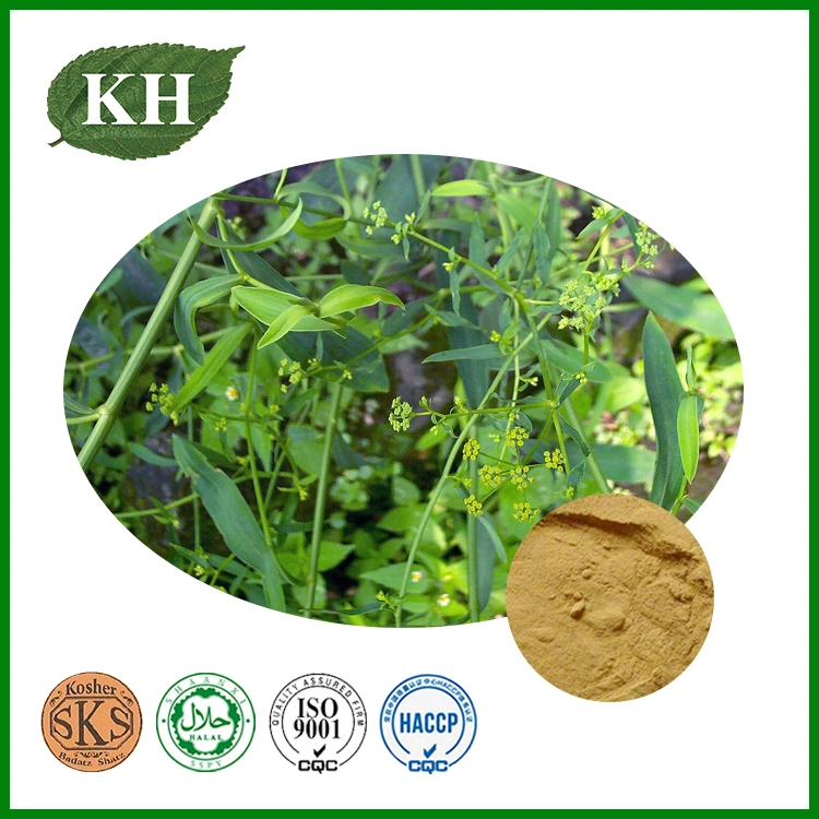 Traditional Natural Herbal Medicine Bupleurum Powder Extract