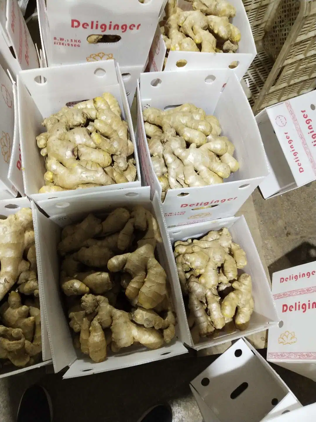 Fresh Ginger 150g up in PVC Box