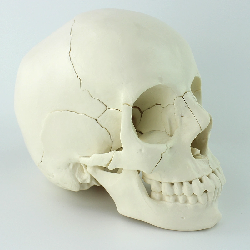 Teaching Skeleton Skull Kit 22 Individual Bones Human Models with Natural Size of PVC