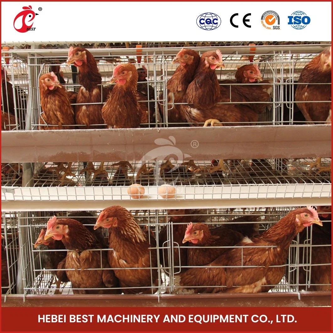 Bestchickencage Ordinary Type Layer Cage China Type Layer Chicken Cage Factory Sample Available Quick Clean Disinfect Features H Chicken Layers Cage