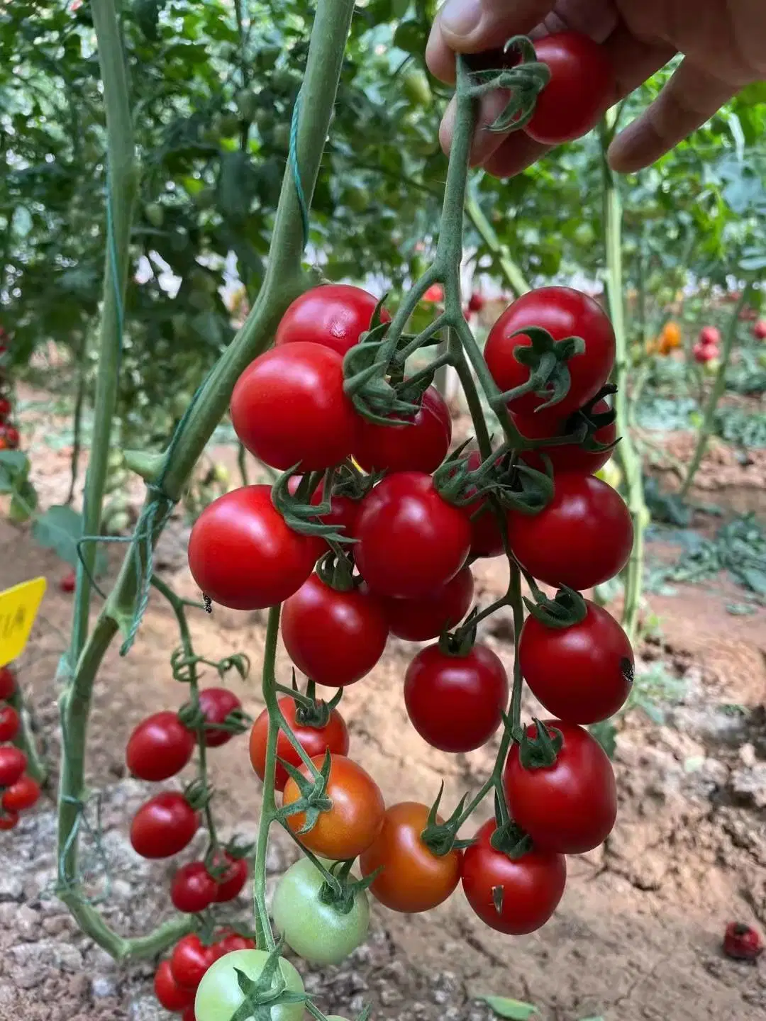 Rio Grande Tomatoes Fruit Cherry Tomato Seeds