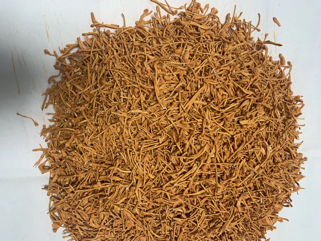 It Can Provide The Spore Head Freeze-Dried Cordyceps Sinensis in Pharmaceutical Grade