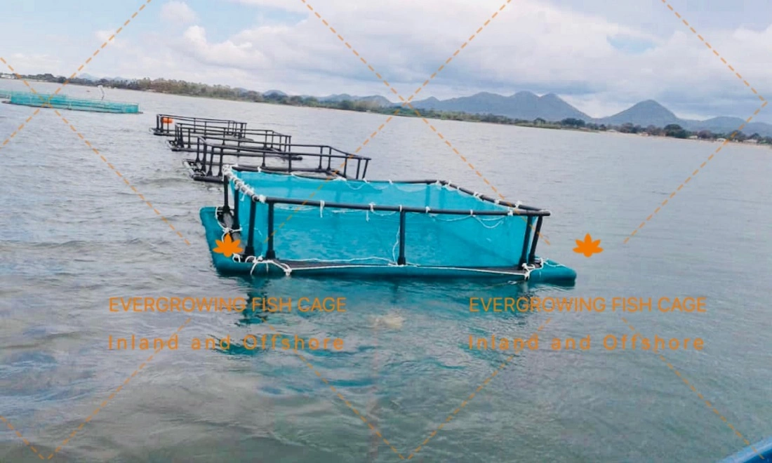 HDPE Square Tilapia Farming Grow out Fish Net Cage