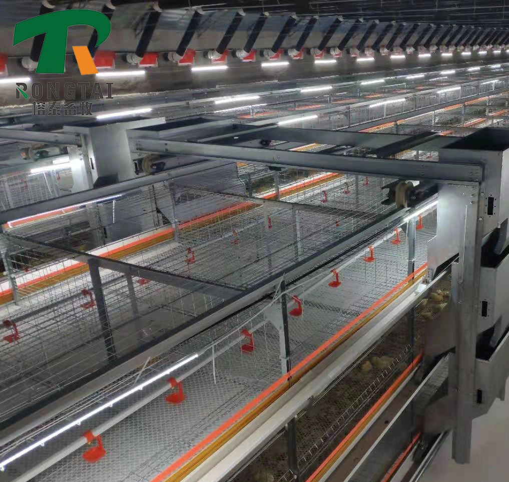 Caixa de alimentação automática de 4 camadas para carne de frango a bateria galvanizada para Equipamento de levantamento de frangos de corte/criação de carne