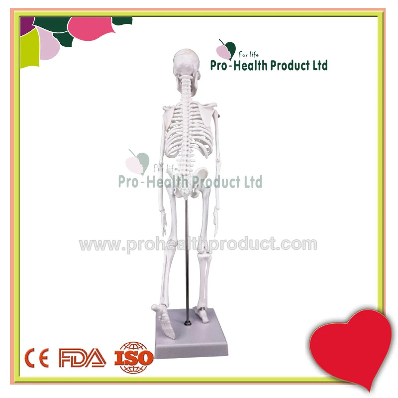 Manikin Medical Teaching Aids 45cm Mini Human Skeleton Model