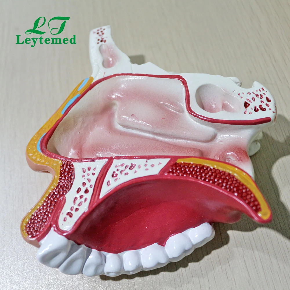 LLM309 نموذج تجويف PVC Nasal بالحجم الطبيعي للاستخدام الطبي