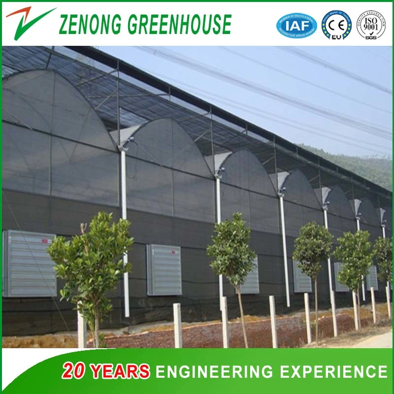 Multispan Green House with Plastic Film Arch Dome for Agriculture Harvest/Fruit Picking