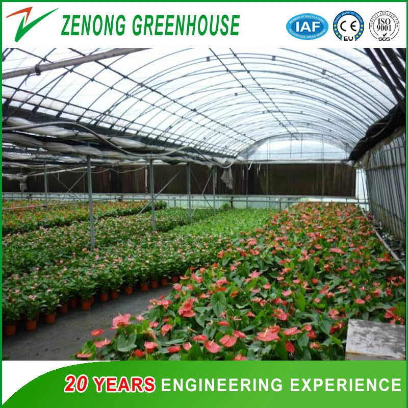 Tunnel Type High quality/High cost performance  Po/PE/EVA Film Green House for Garden/Flower/Vegetable/Fruit Planting