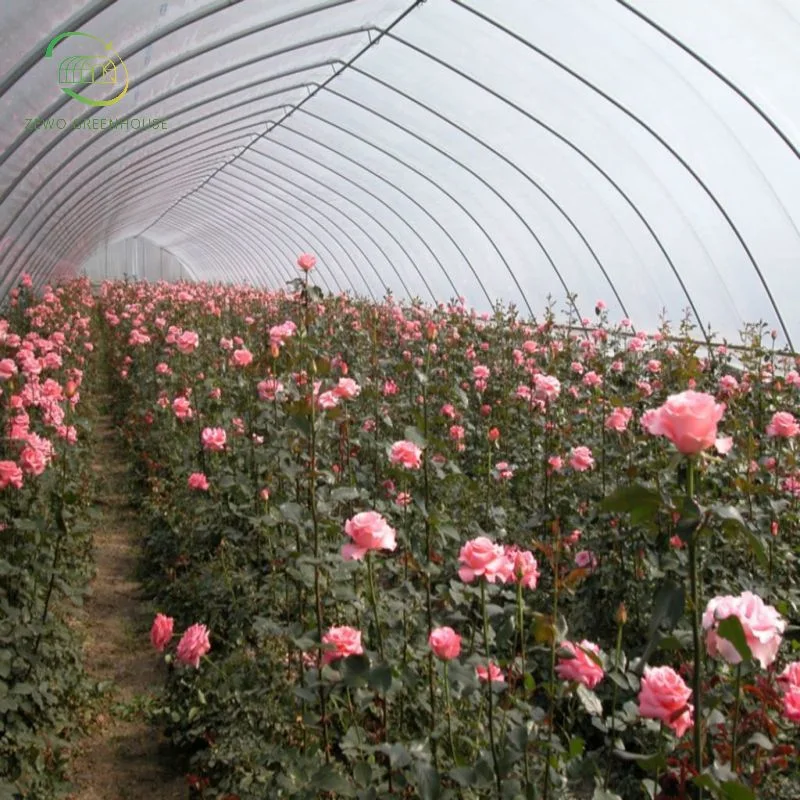 Túnel de una sola espa Agrícola tipo invernadero de película con sistema de privación de luz Para plantas médicas