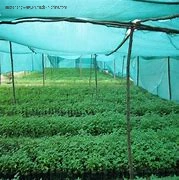 Manufacture Wholesale/Supplier 100% Virgin PE/Plastic/Nylon Monofilament Garden/Agriculture/Greenhouse/Vegetables Mosquito Insect Screen Proof Mesh Net Price