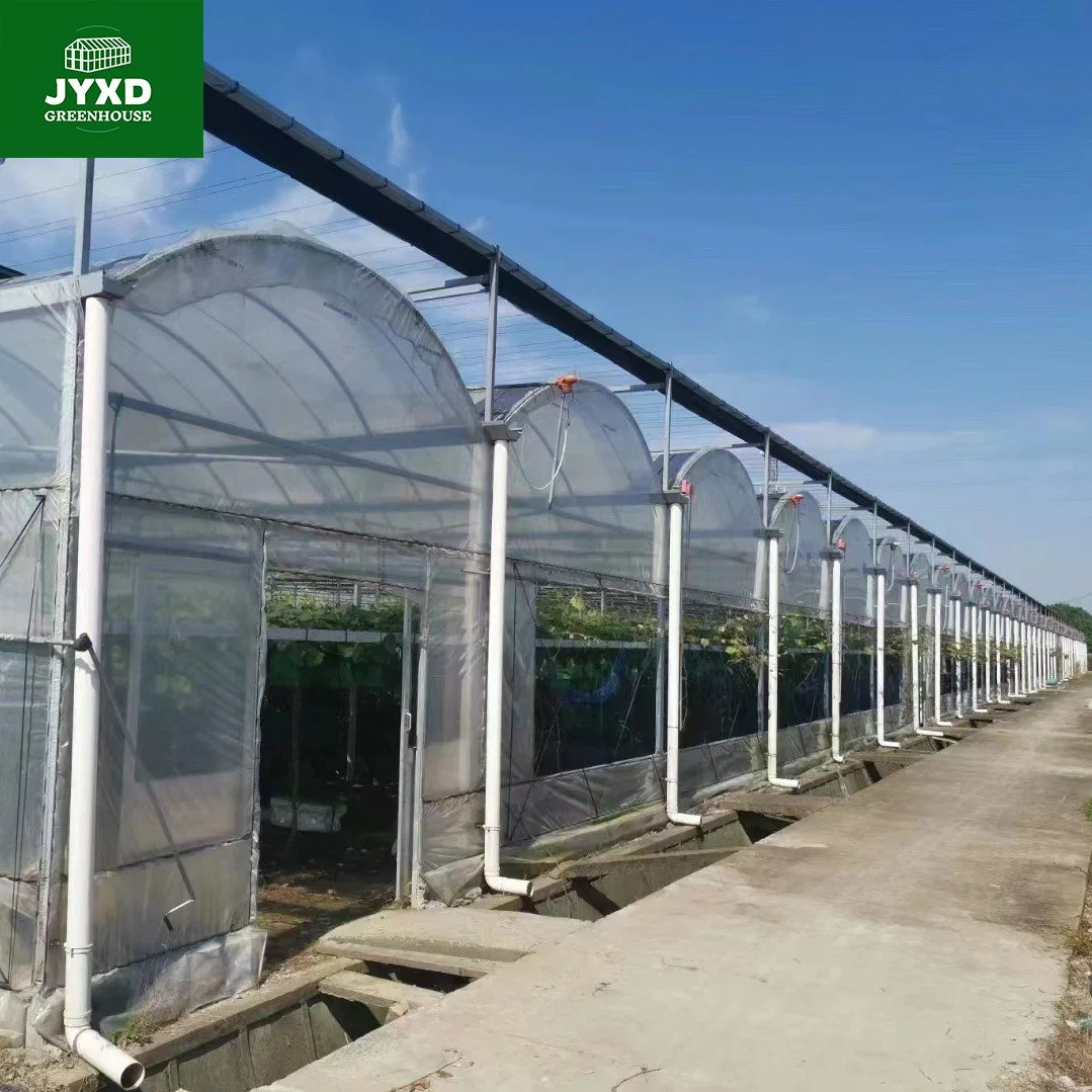 Modern Agriculture Plastic Film Multi-Span Greenhouse for Vegetables/Fruits/Flowers/Tomato/Pepper/Strawberry/Blueberry