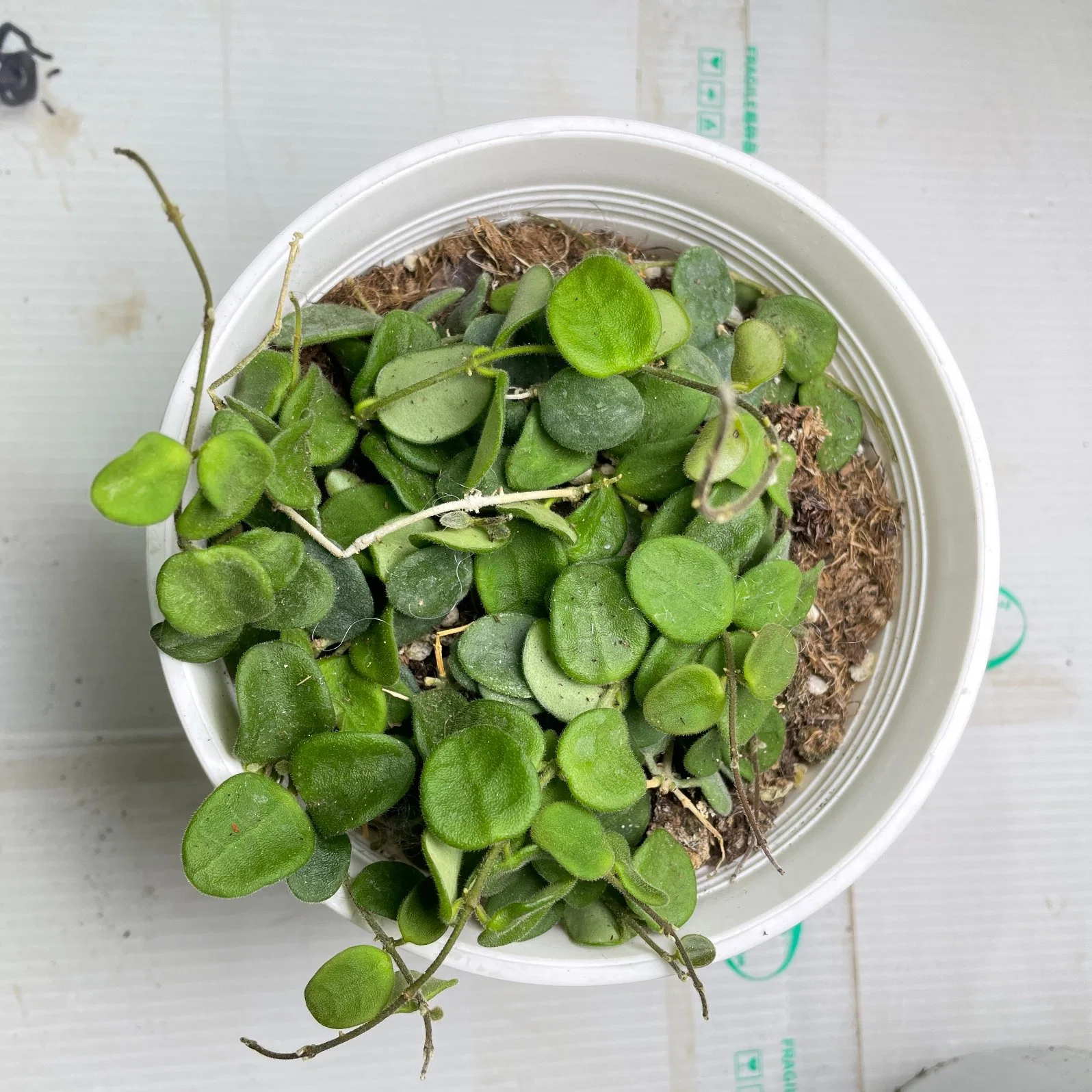 Hoya R. Br. Green hermosas plantas decorativas