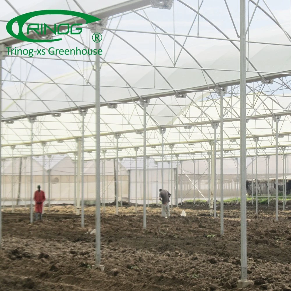 Multispan tunnel plastic film greenhouse for balloon flower