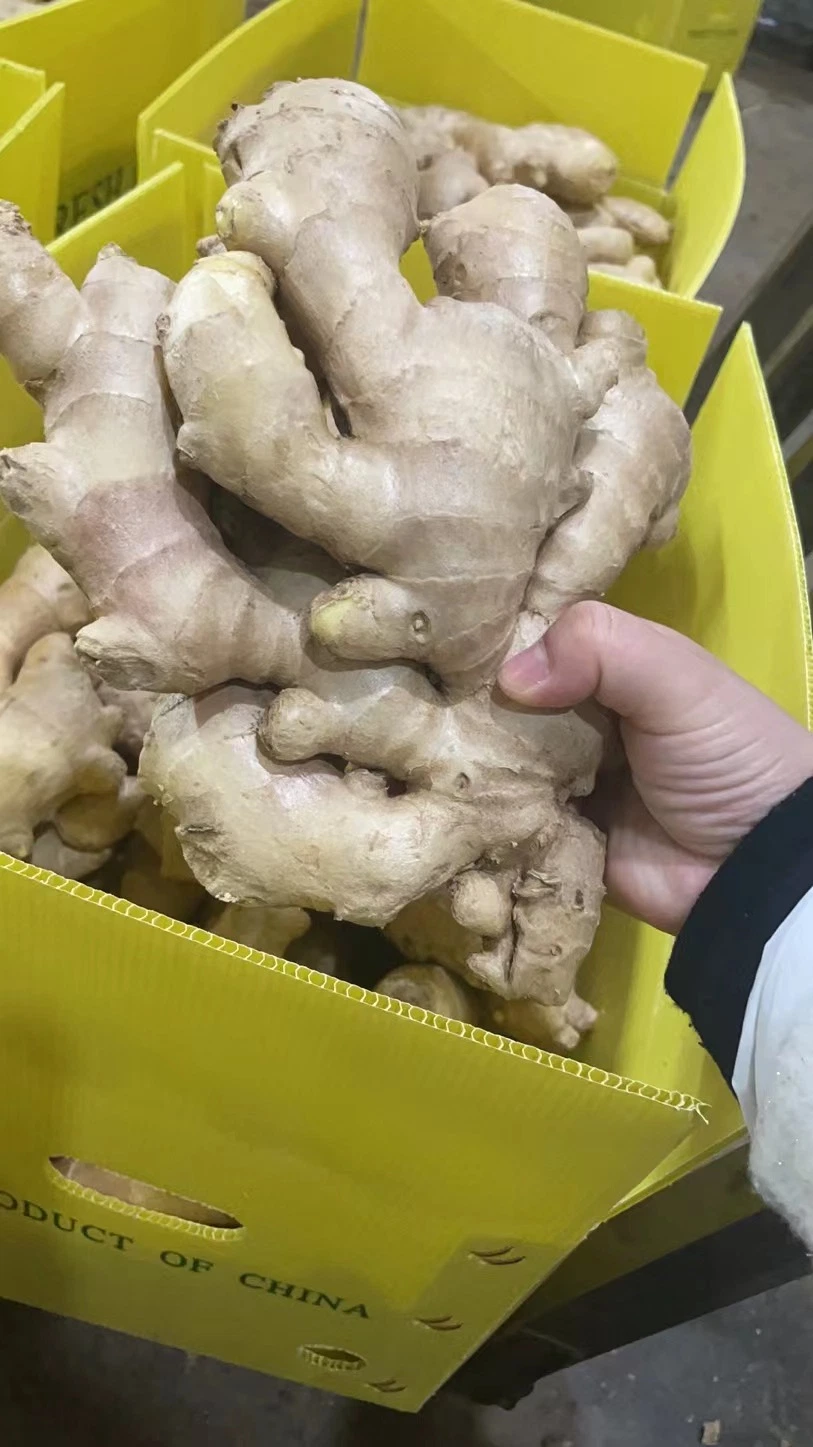 2022 Chinese Selected Delicious Organic Yellow Air Dry Ginger