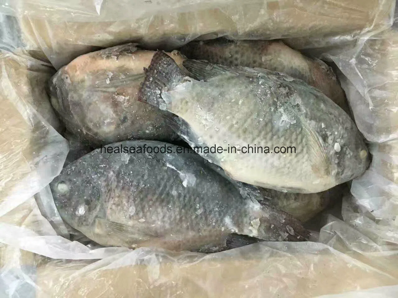 Frozen Seafood Tilapia Fish for Africa