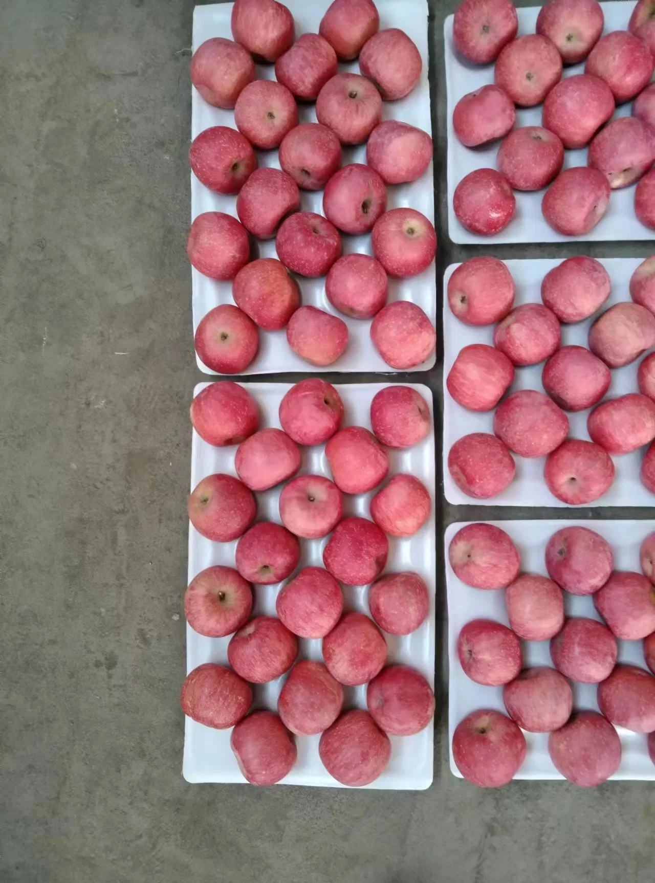 El nuevo cultivo para la venta las manzanas Fuji fresco