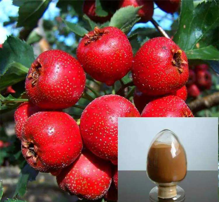 5% Flavone Weißdornpulver Weißdornfrucht-Extrakt Pulver Weißdornbeere Pulver Extrahieren