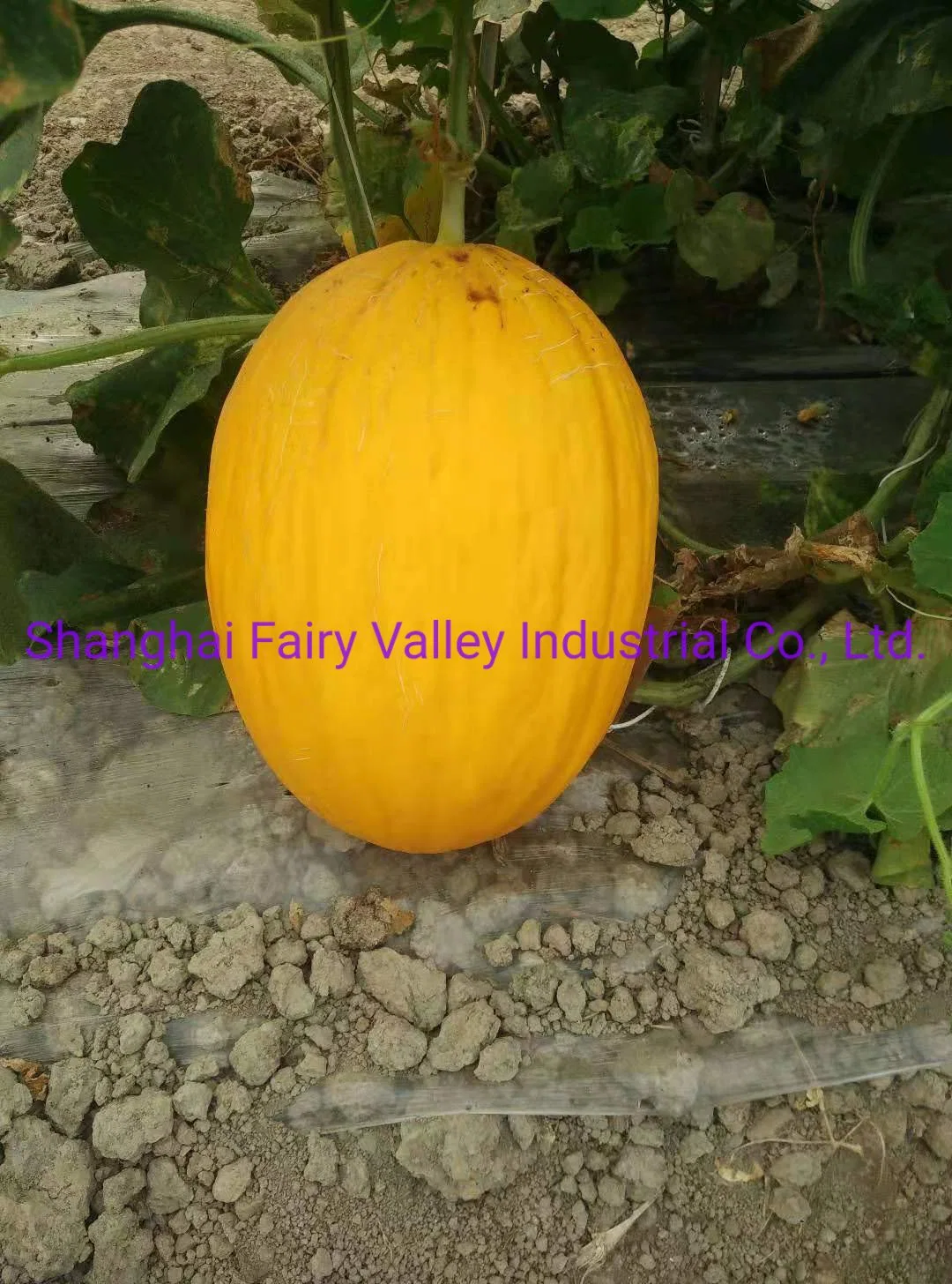 High quality/High cost performance  Hybrid F1 Yellow Peel White Flesh Sweet Melon Seeds for Growing-Sweet Honey No. 9