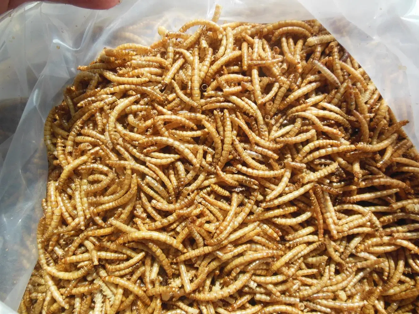 Dried Mealworms for Ornamental Fish Food