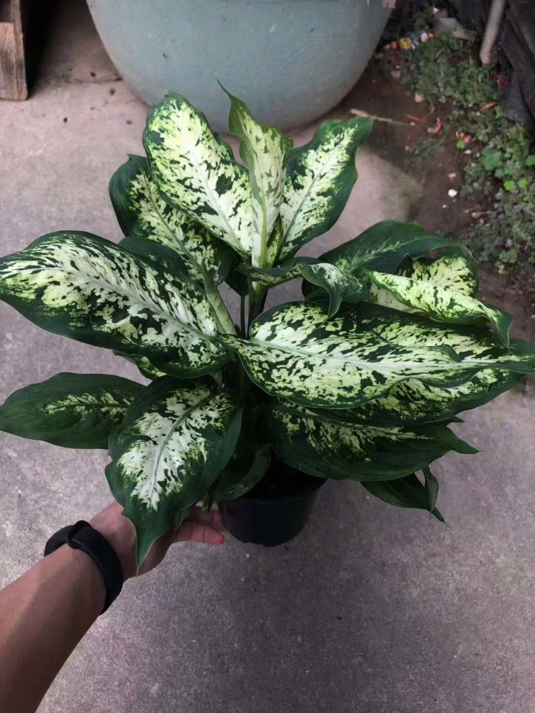 Venta caliente plantas Dieffenbachia Real