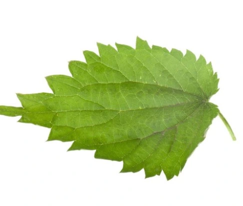 1.0%~2.0% Silica Natural Healthcare Herb Extract Nettle Leaf/Root Extract Powder