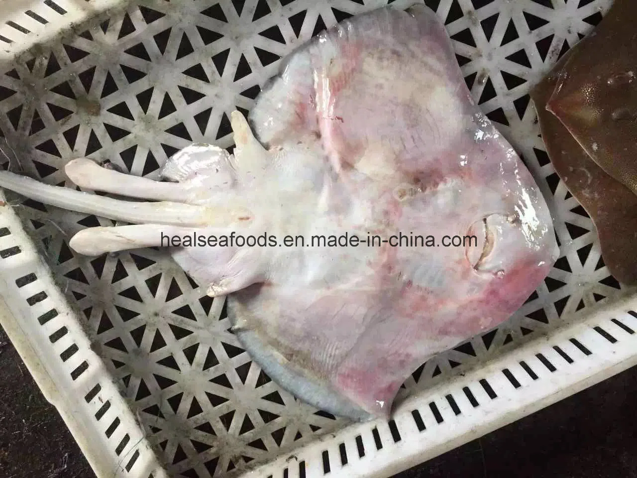 Frozen Sting Ray Fish From China